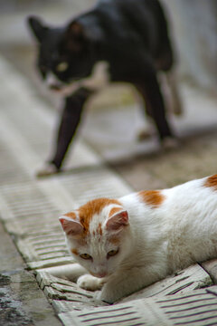 两小猫围捉沟渠老鼠