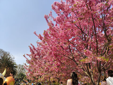 粉色樱花