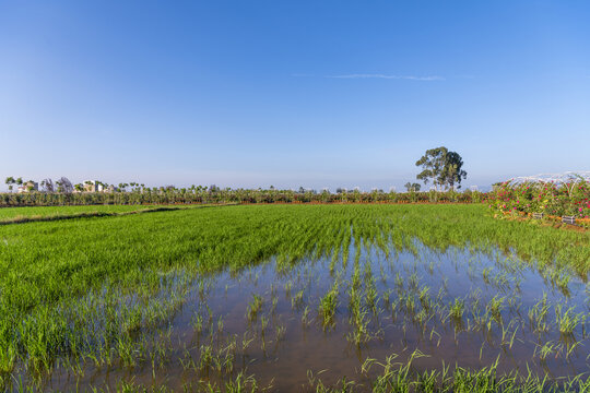 滇池湿地