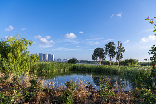 滇池湿地