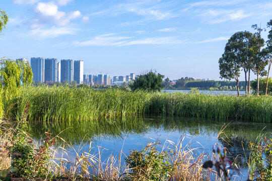 滇池湿地