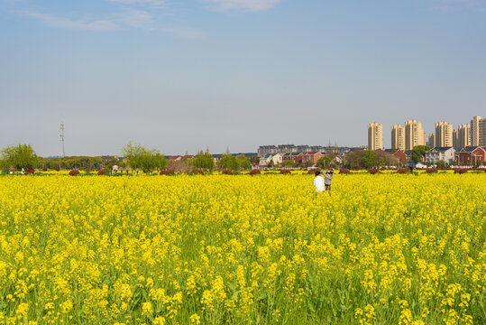 油菜花田