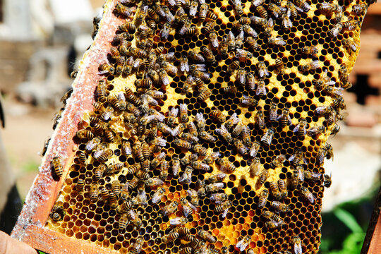 辛勤劳作的蜜蜂