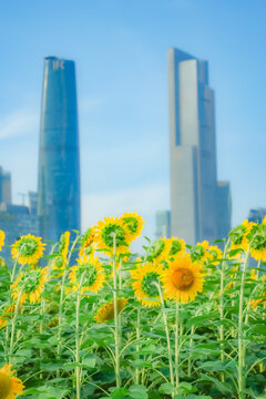 广州市宏城公园向日葵花海