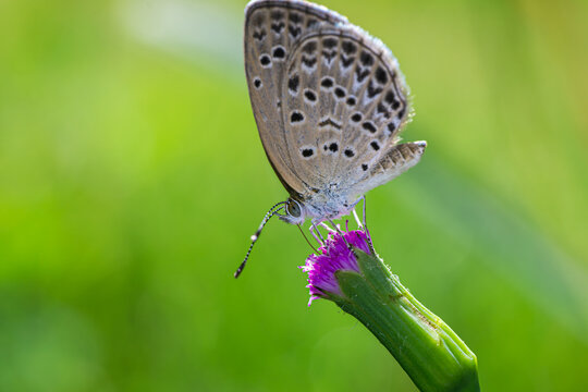 蝴蝶栖息在花上的特写镜头