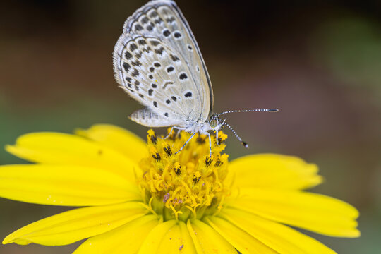 蝴蝶在黄花上授粉的特写镜头