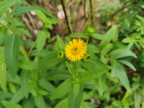 野花