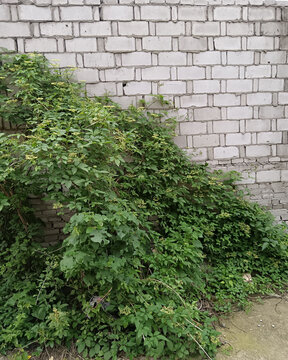 墙壁旁的绿植