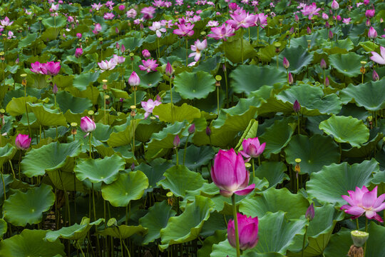 荷花莲花雨荷