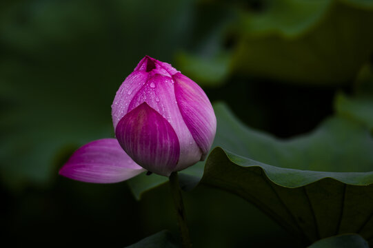 荷花莲花雨荷