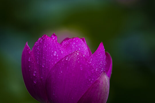 荷花莲花雨荷