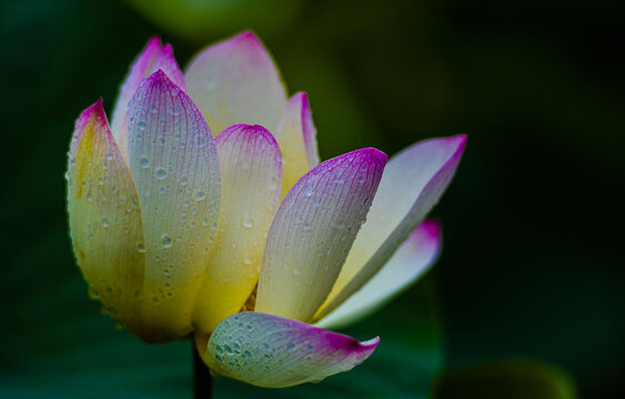 荷花莲花雨荷