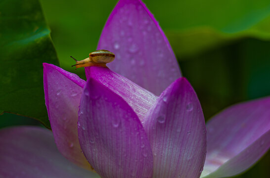 荷花莲花蜗牛