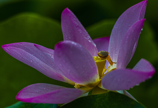 荷花莲花蜗牛