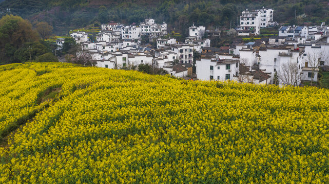 婺源江岭风光