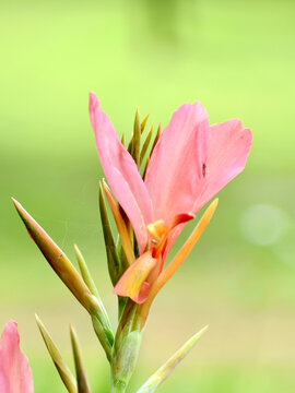 不知名花草