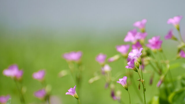 车轴草