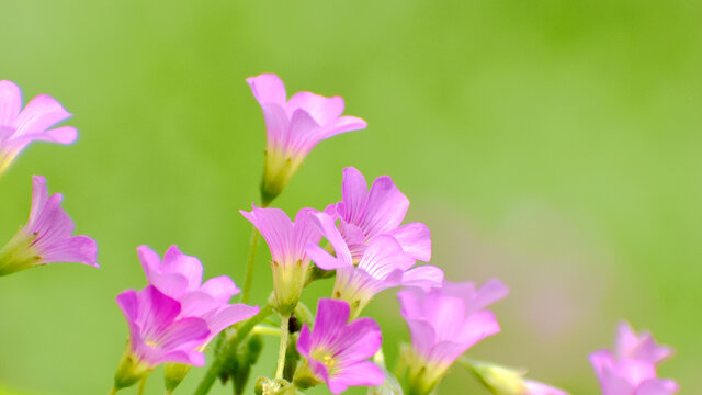 幸运花