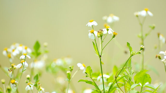 白色小花