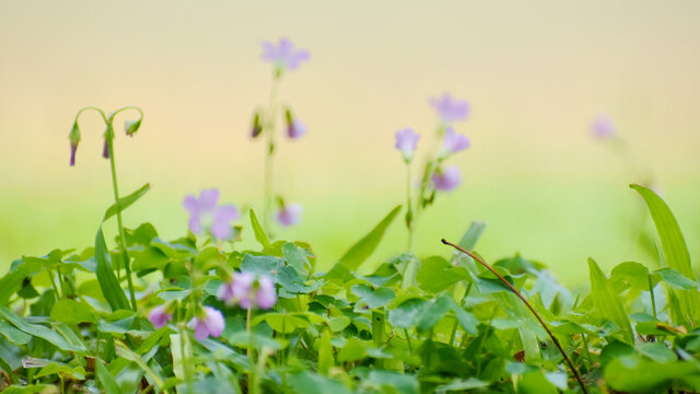 幸运花