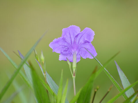 蓝花草