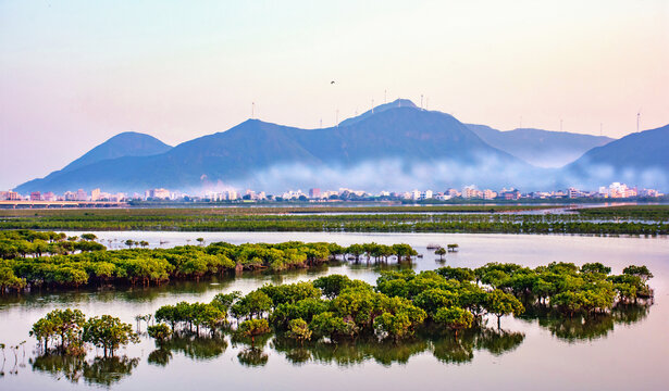 盐州岛红树林