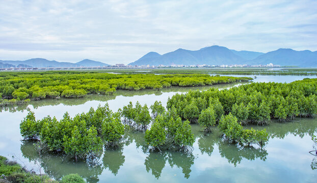 盐州岛红树林