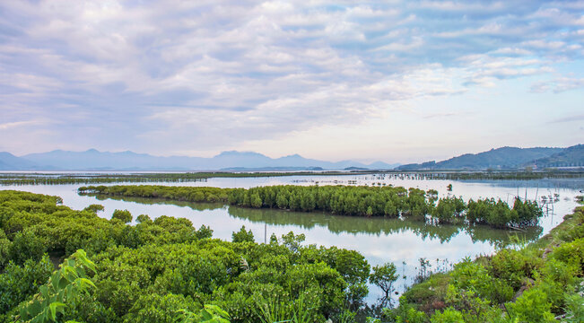 盐州岛红树林