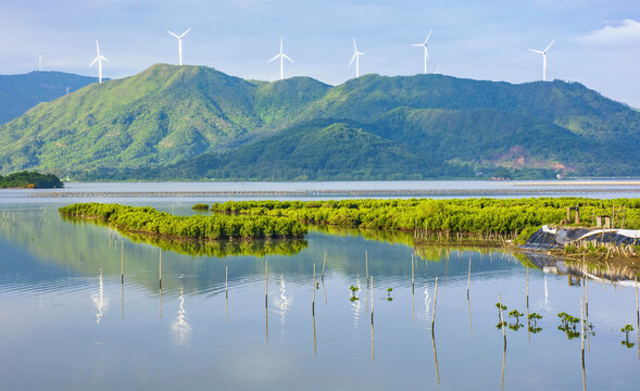 盐州岛红树林