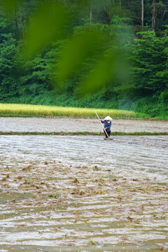 稻田劳作的农民