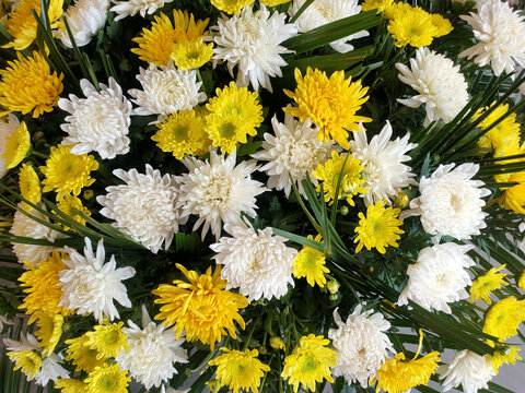 黄白菊花