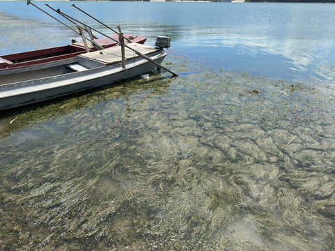 船与水草