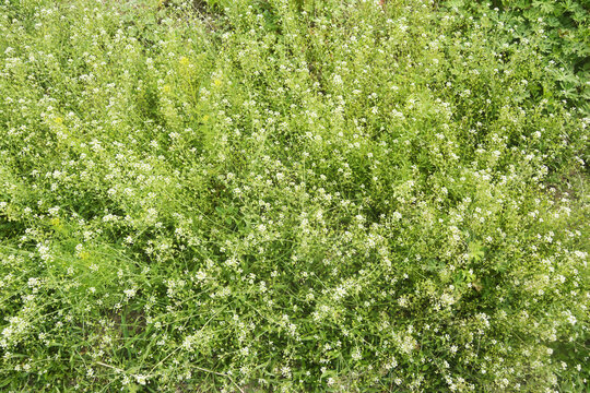 野外荠开花