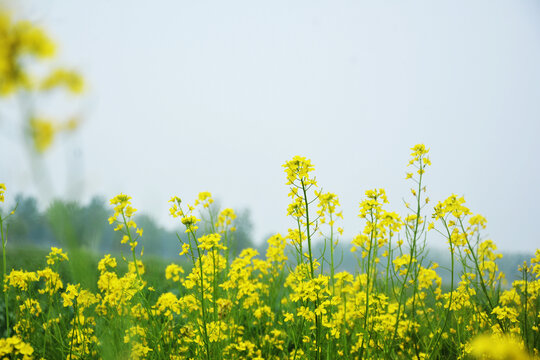 清新油菜花