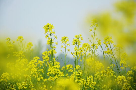 油菜花背景