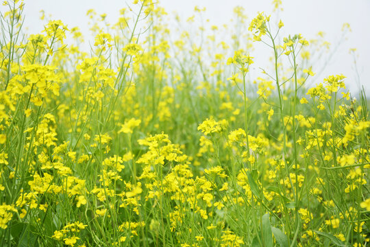 清新唯美油菜花