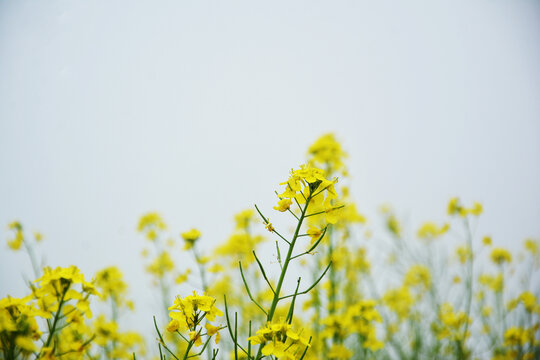 油菜花