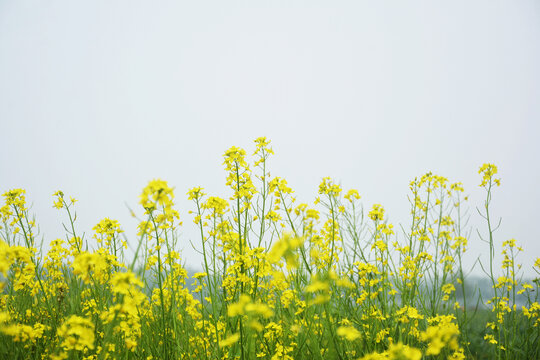 天空与油菜花