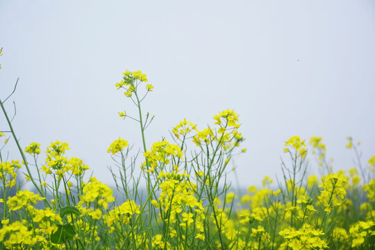 天空与油菜花