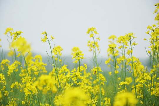 清新油菜花