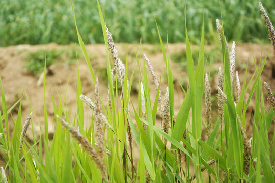 野草