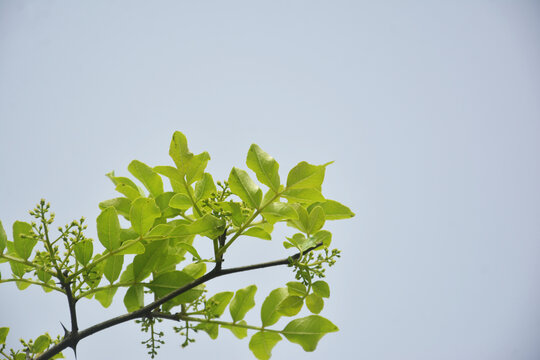 花椒树枝叶