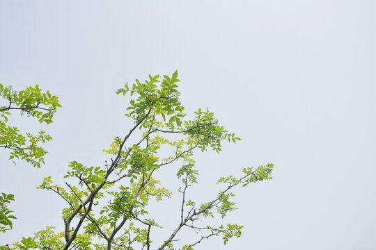 仰拍花椒树枝叶