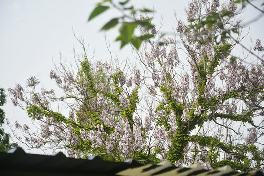 满树梧桐花