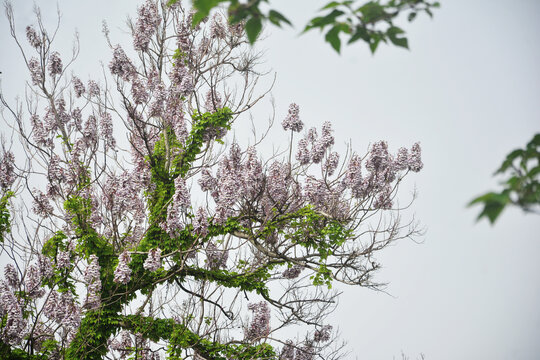 一树梧桐花