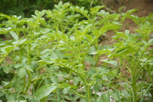 土豆种植