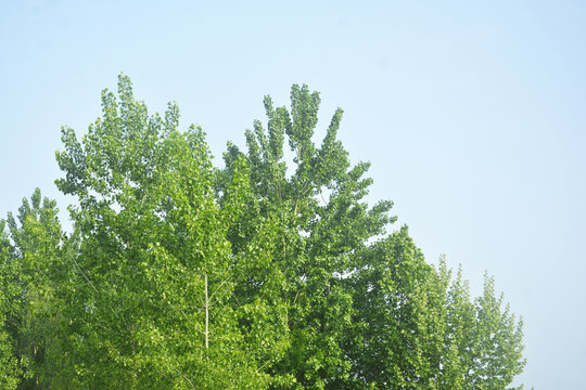 楊樹