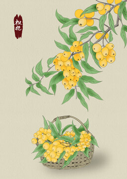 枇杷包裝插畫