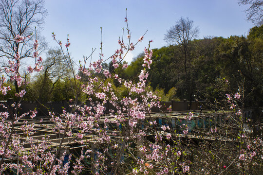 桃花