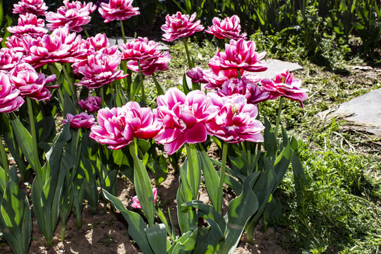 郁金香花